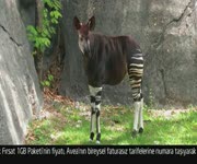 Avea Byk Frsat Paketi - Okapi