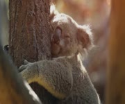 NEF Ev Deitirme - Koala