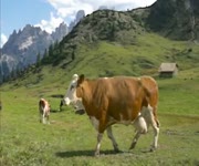 Y�r�ko�lu S�t